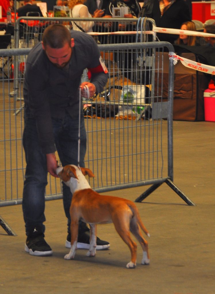 EXPOSITION CANINE MARSEILLE 