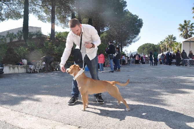 exposition puget sur argens 2015 4eme excellence 